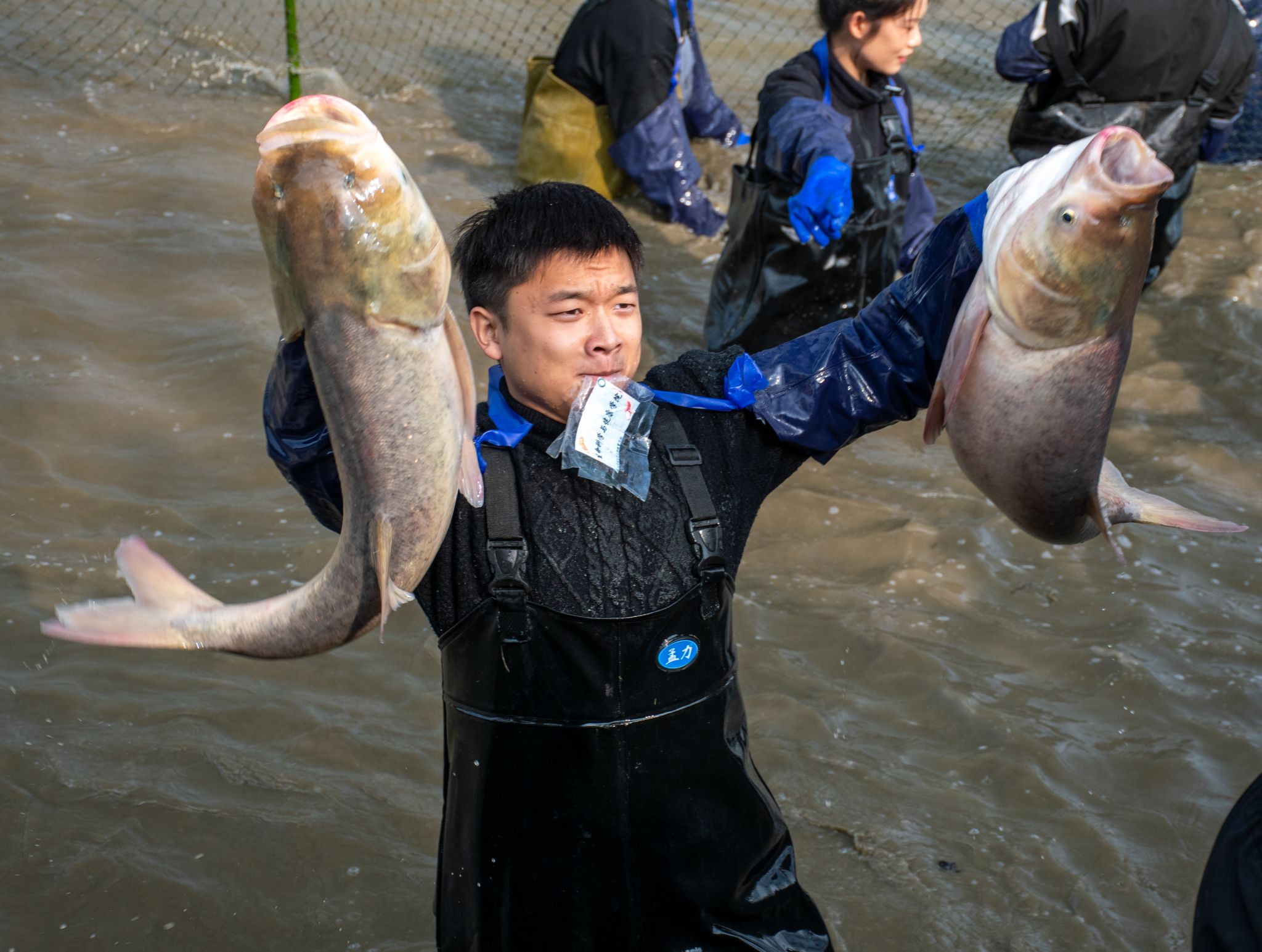 2024年第十届沁湖鱼宴拉网捕鱼环节